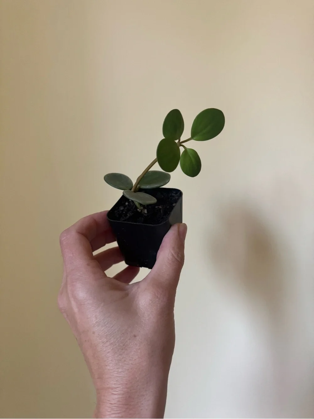 Peperomia Hope Collector Plant – Rooted Cutting – Rare Trailing Peperomia